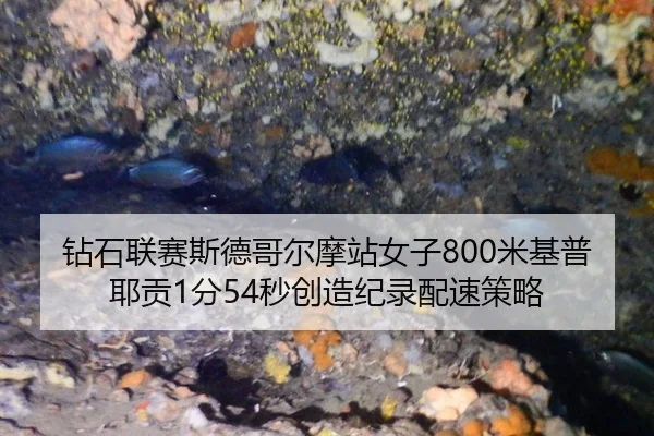 钻石联赛斯德哥尔摩站女子800米基普耶贡1分54秒创造纪录配速策略